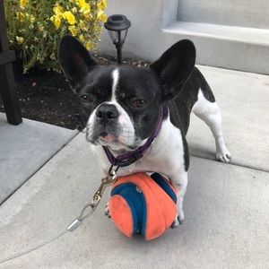 Meet your Posher, Doug